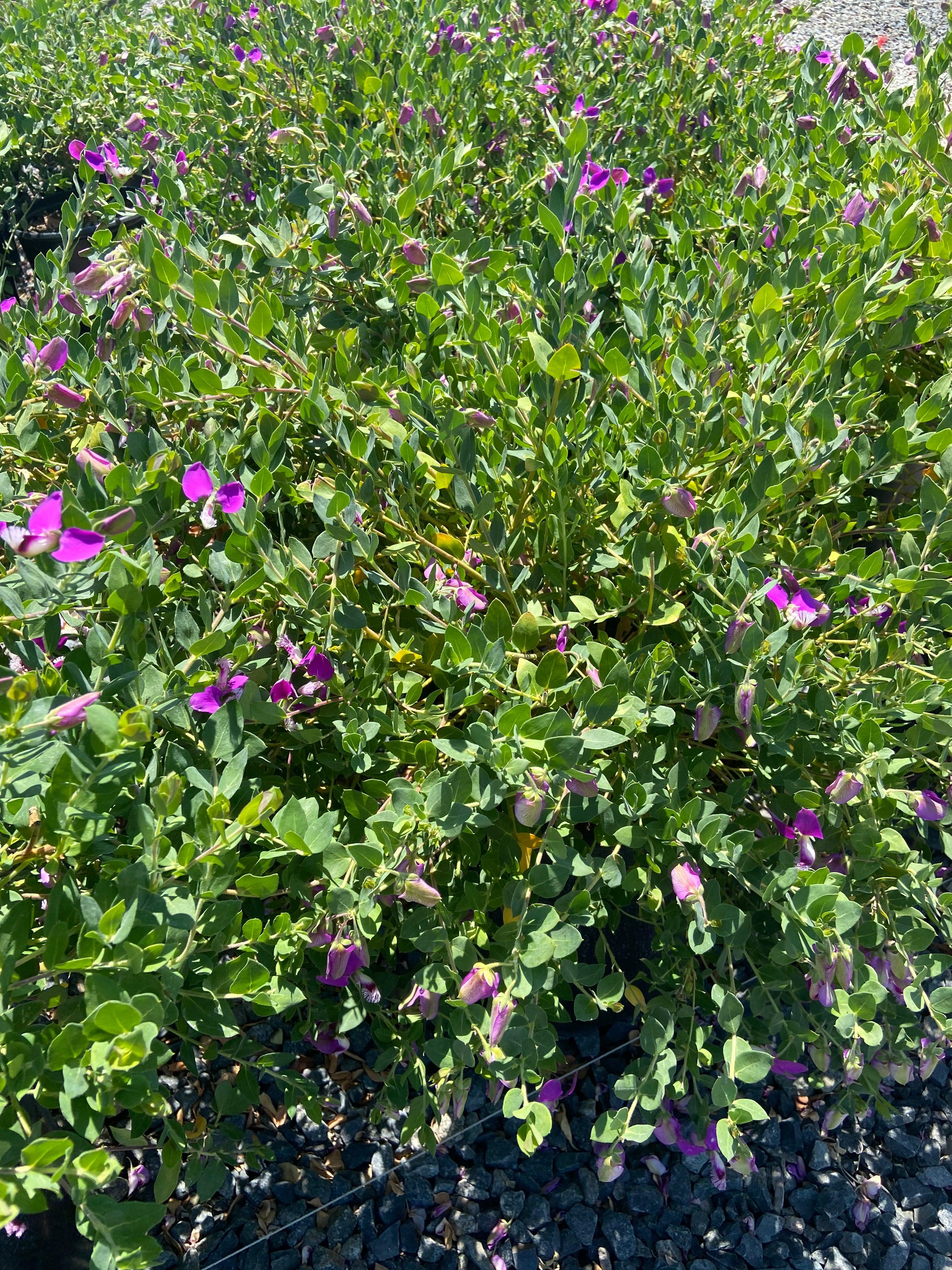 Sweet Pea - Polygala dalmaisiana