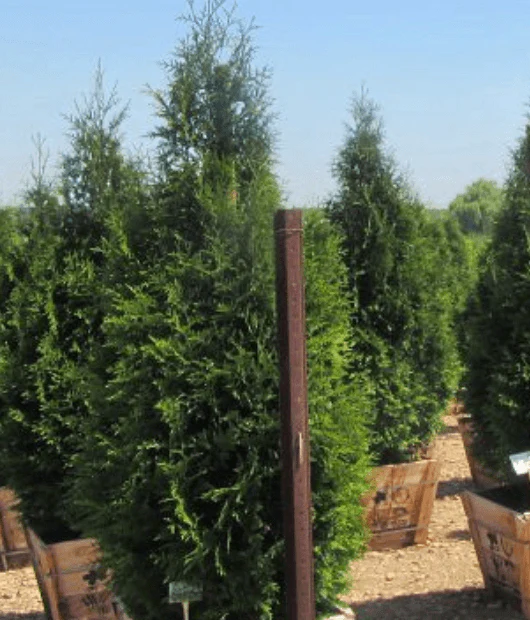 Green Giant Arborvitae - Thuja Green Giant