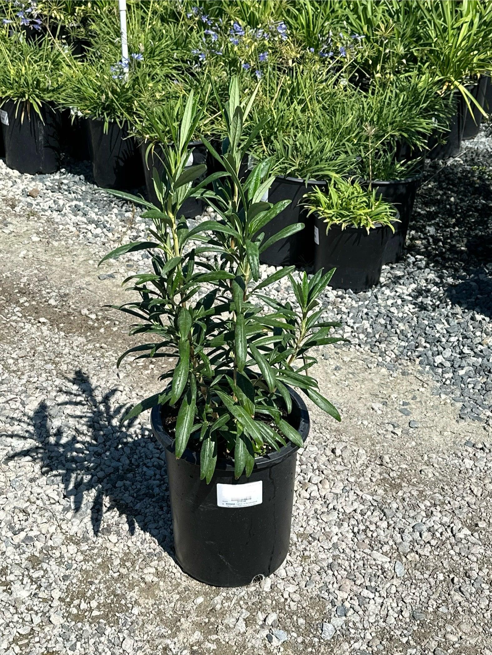 Tree Anemone - Carpenteria Californica