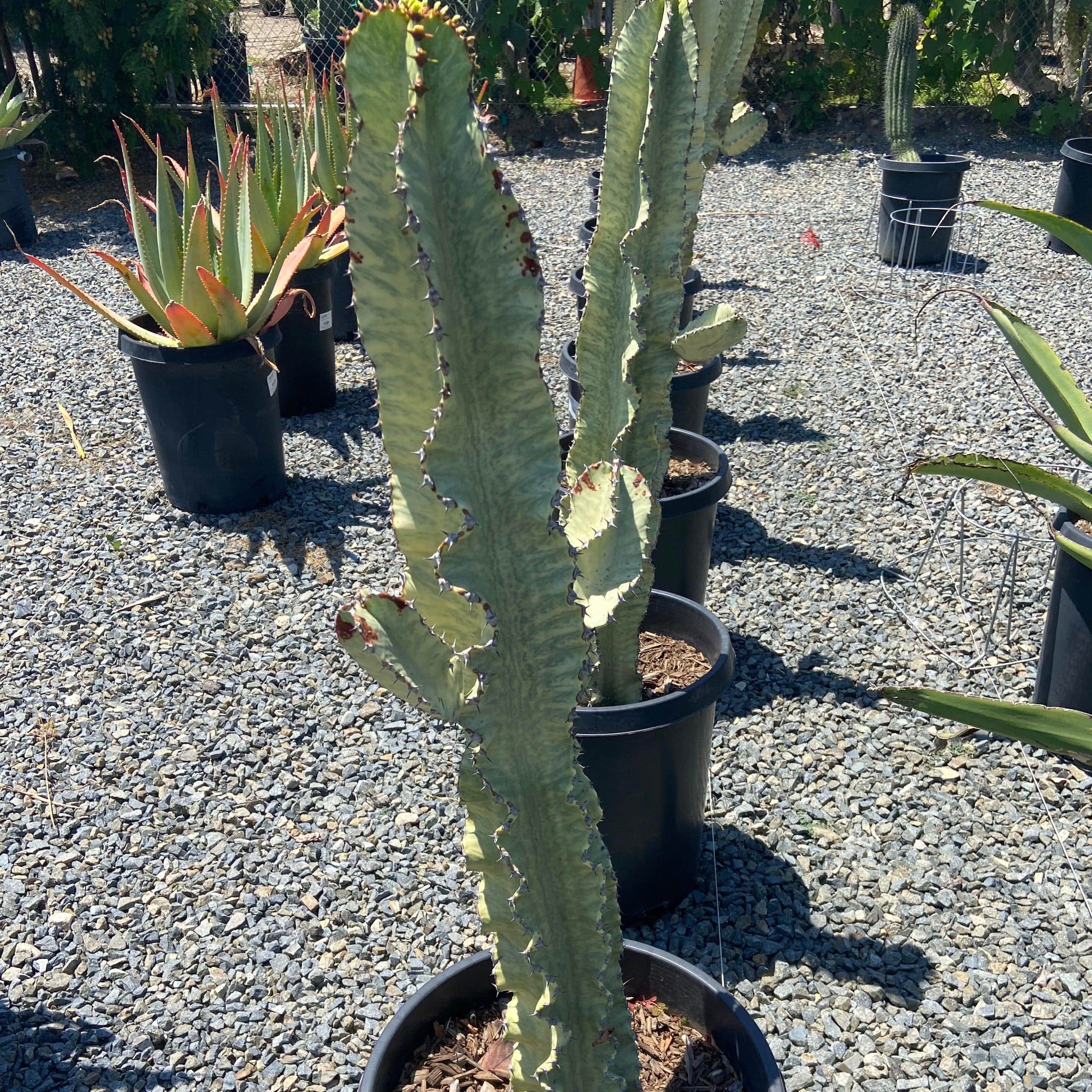 Variegated Euphorbia - Euphorbia ammak 'Variegata' (Specimen)