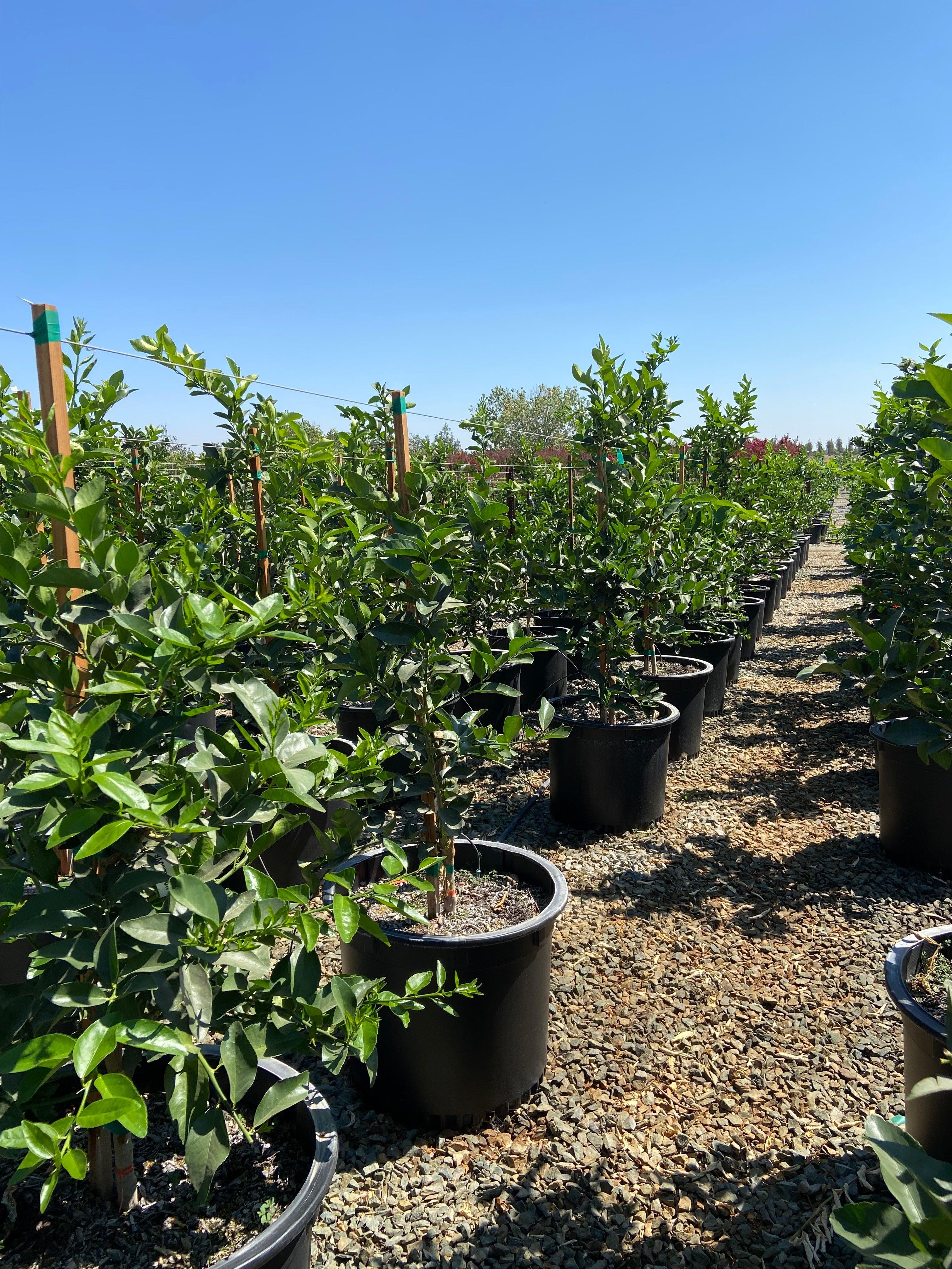 Washington Naval Orange Tree - Image 3