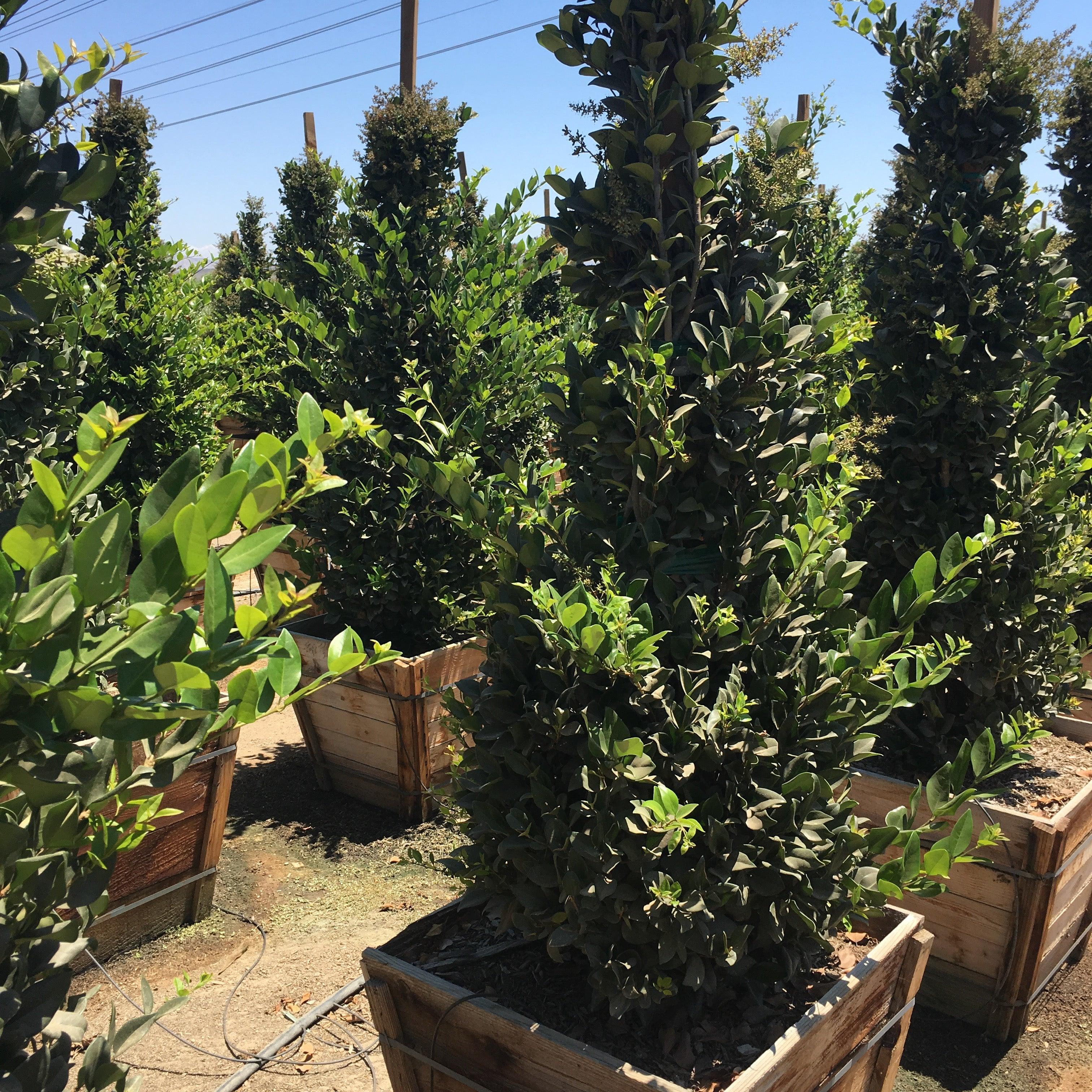 Waxleaf Privet (Ligustrum japonicum ‘Texanum’) - Image 3