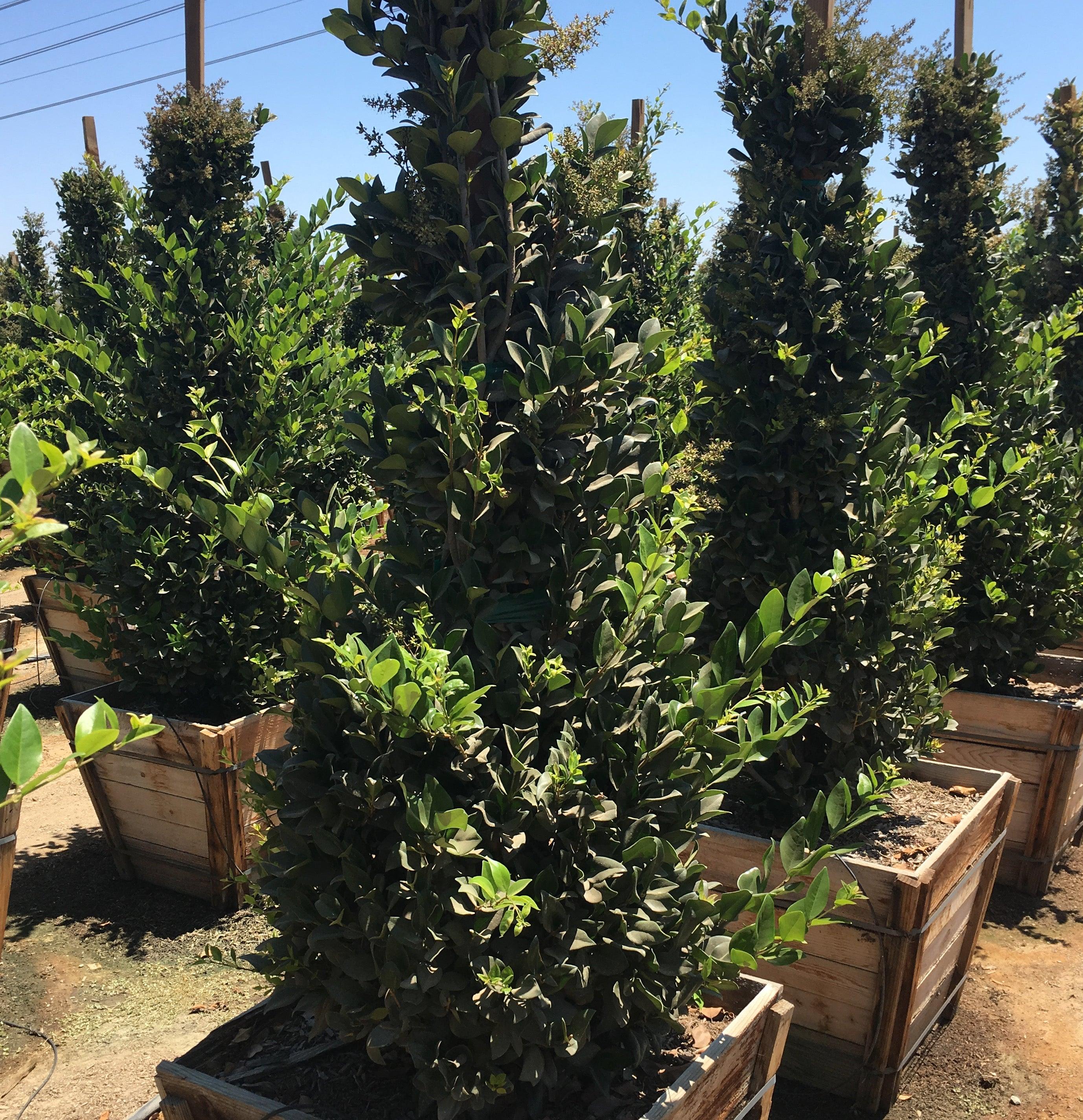 Waxleaf Privet (Ligustrum japonicum ‘Texanum’) - Image 4