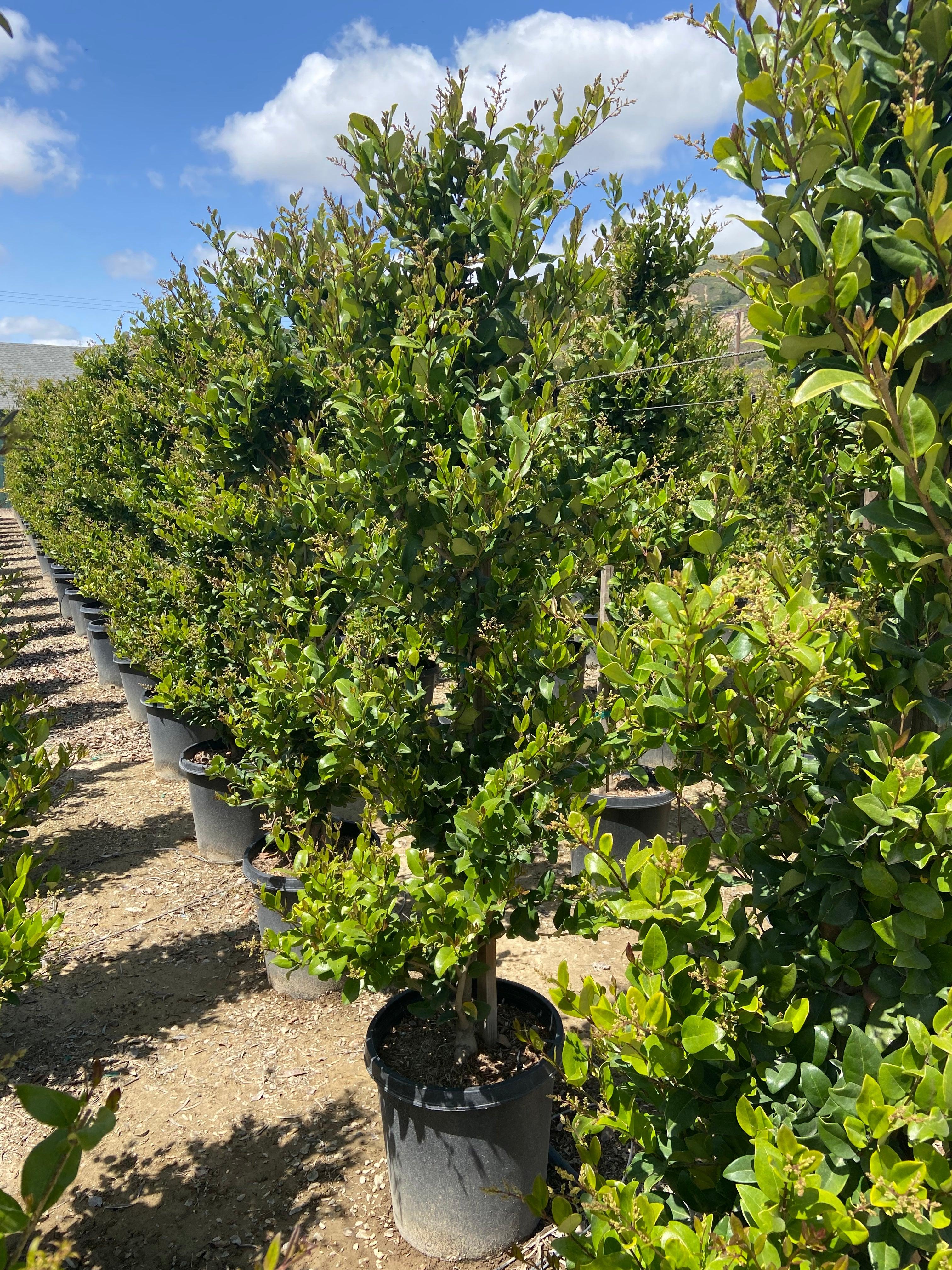 Waxleaf Privet (Ligustrum japonicum ‘Texanum’) - Image 5