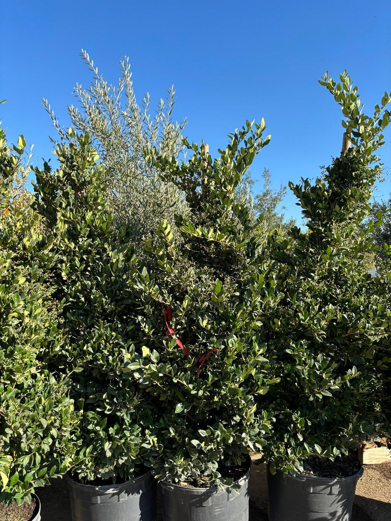 Waxleaf Privet (Ligustrum japonicum ‘Texanum’) - Image 6
