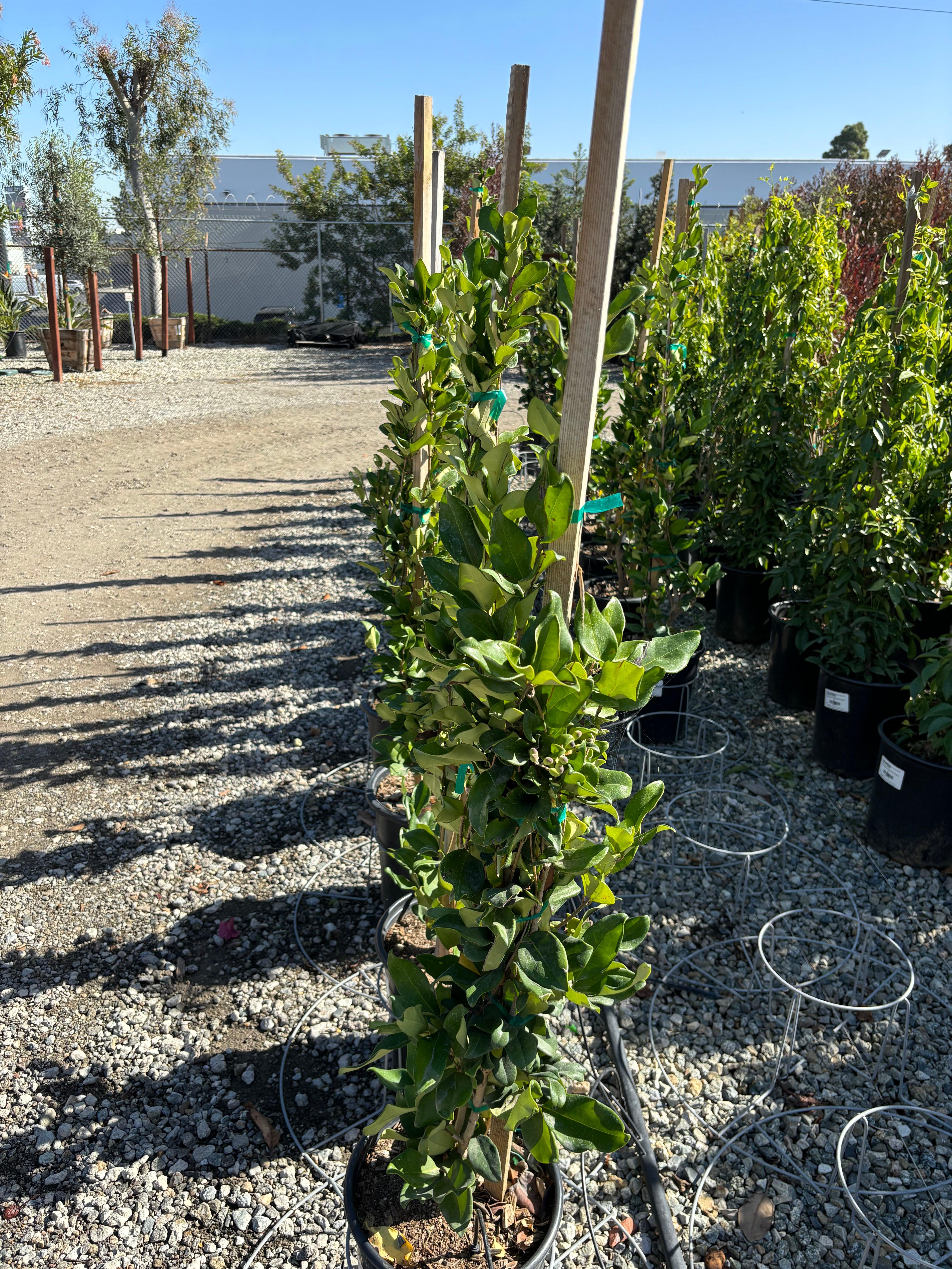 Waxleaf Privet (Ligustrum japonicum ‘Texanum’) - Image 8