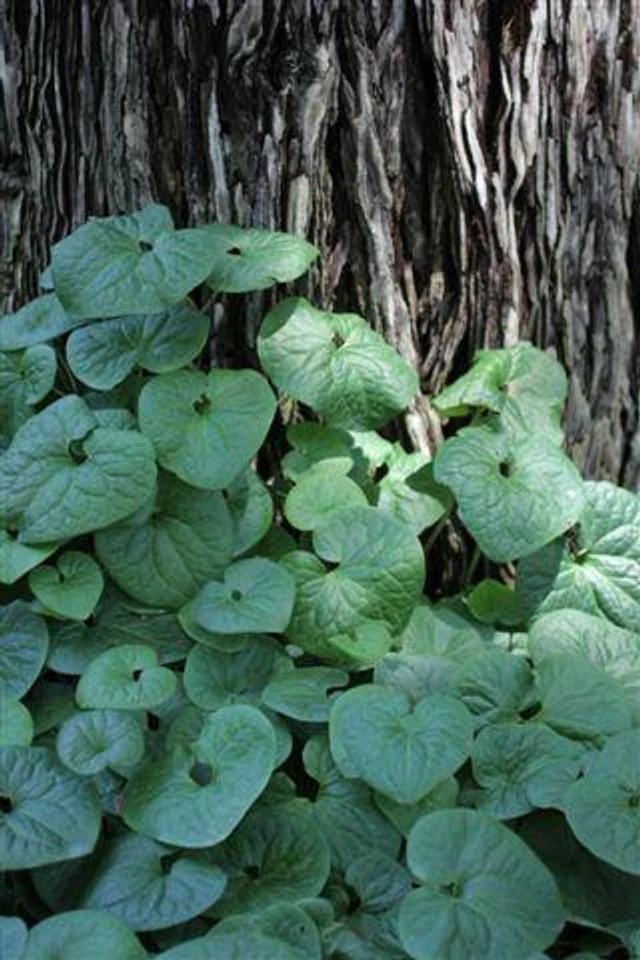 Wild Ginger - Asarum Caudatum