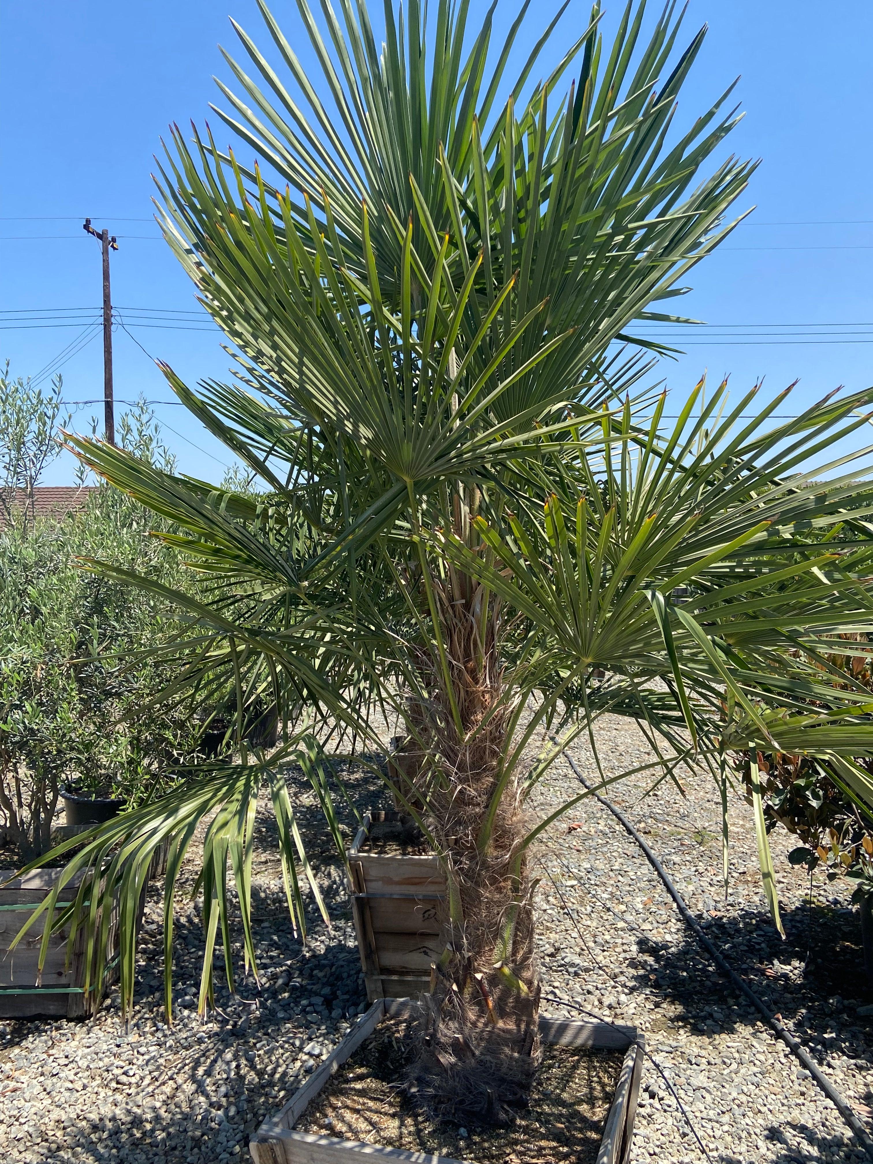 Windmill Palm (Trachycarpus fortunei)