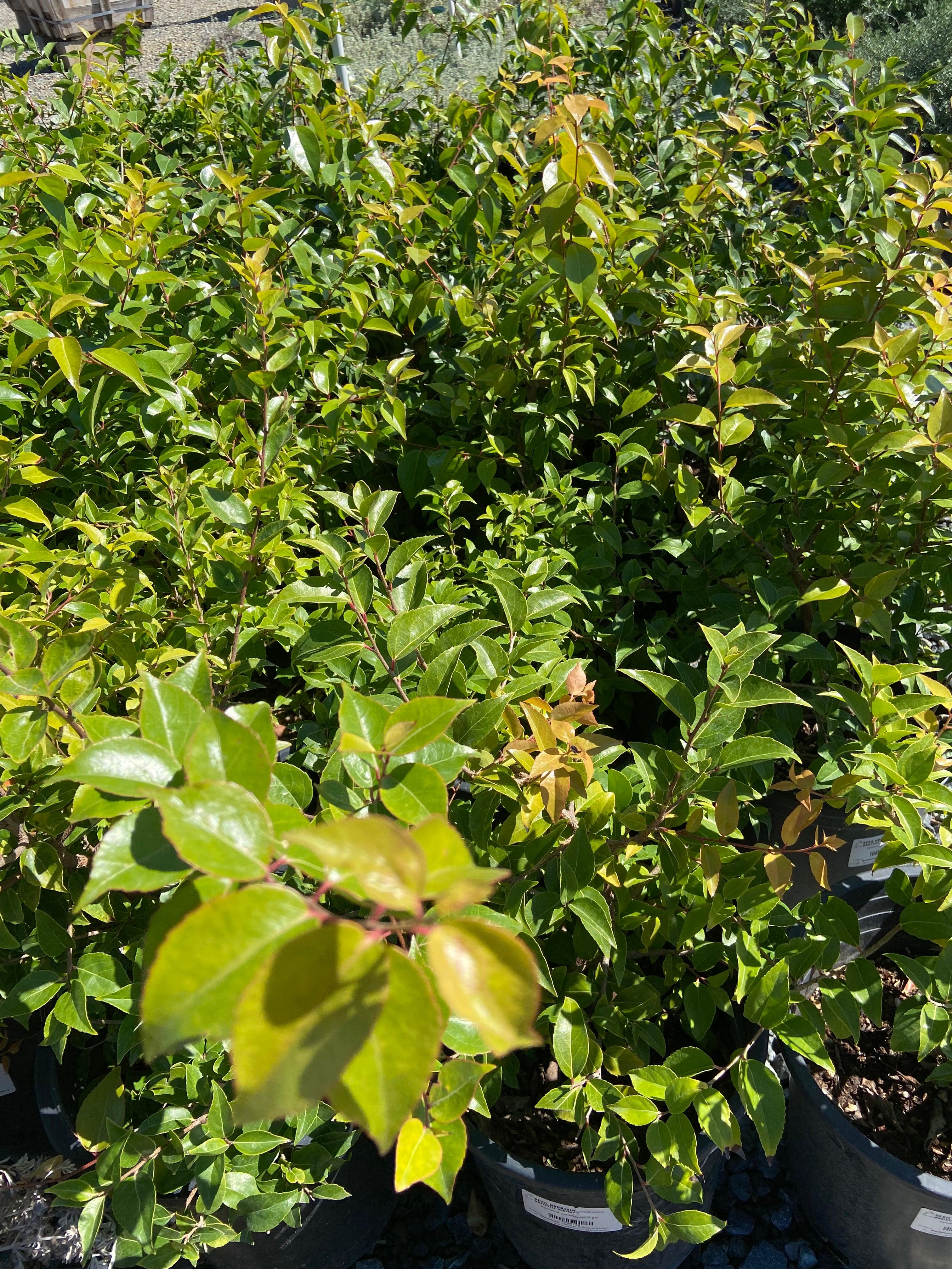 Xylosma